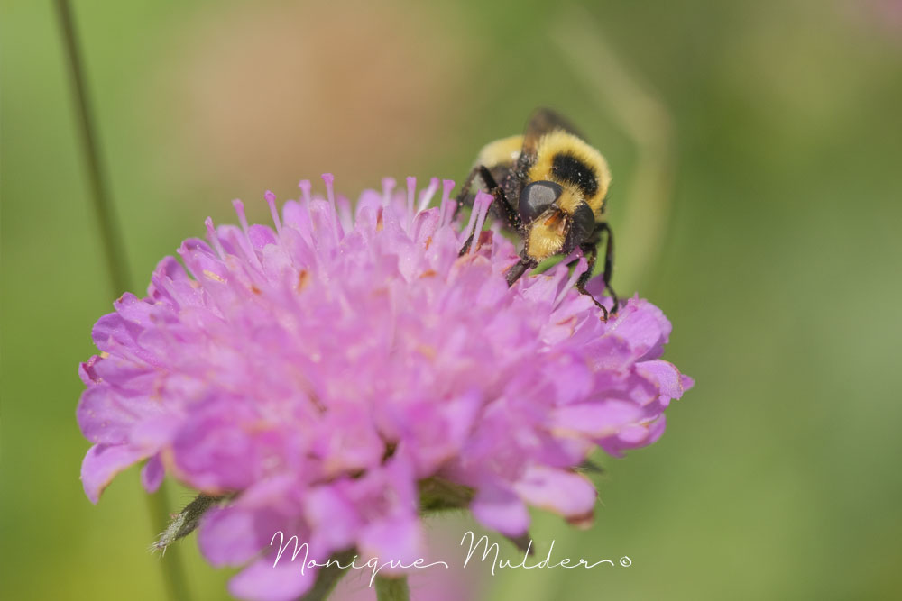 macrofotografie