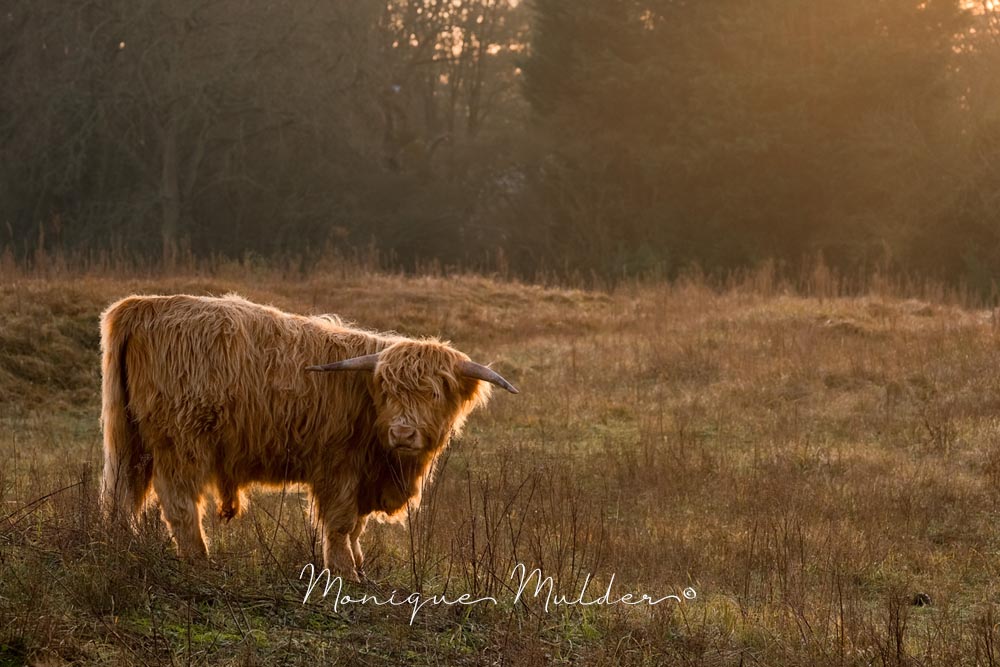 schotse hooglander