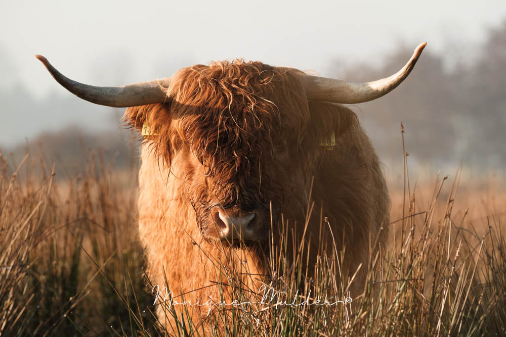 schotse hooglander