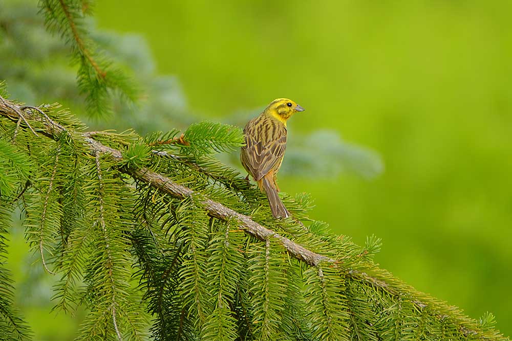 vogels fotograferen